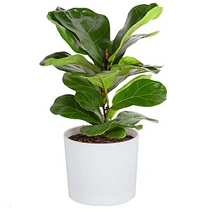 16" Costa Farms Live Indoor Plant (Fiddle Leaf Fig Tree) $16.65