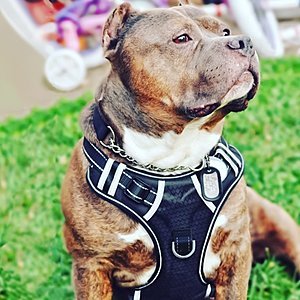 Babyltrl No Pull Adjustable Reflective Soft Vest Harness for Large Dogs @ Amazon 34% off AC / Free Prime Shipping $11.87