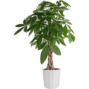 Costa Farms Money Tree Live Plant, Easy to Grow Houseplant Potted in Indoor Garden Pot, Pachira Bonsai in Potting Soil, Gift for Birthday, Housewarming, 3-4 Feet Tall $37.57