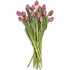 Prime Members: Select Whole Foods Market Stores: 15-Stem Tulip Bunch $10 (valid In-Store)