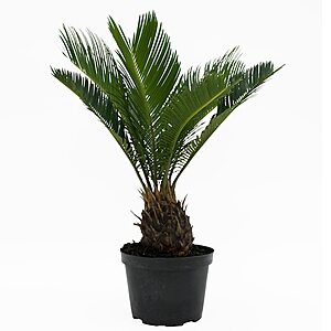 **Today Only** Costa Farms & Altman Plants House Plant: Up to 55% Off: 15" Sago Palm Tree in 6" Pot $14.95, 32" Cat Palm in 10" Pot $21 & More + Free Shipping on $45+