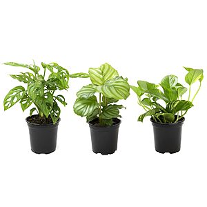 $14.67: Altman Live House Plants Indoor Collection (7 to 10.5" tall) at Amazon