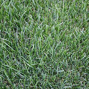 500 sq. ft. Fescue,St. Augustine or Bluegrass Sod (1-Pallet 500 sq ft )  - 35% off -- Free Delivery ( exclusions apply ) - Today only  (5-2-20) $292.49