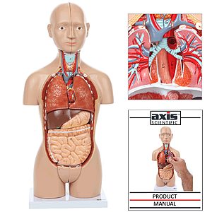 Anatomywarehouse Axis Scientific Anatomy Models and Anatomy Lab Simlulation Models 10% Off (Axis Scientific 16-Part Mini Torso for $116.10)