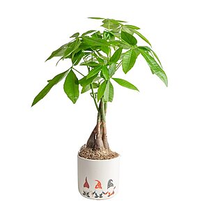 Costa Farms Live House Plants: 16" Money Tree in 5" Pot $19.19, 3-Pack 14-Oz Christmas Potted Norfolk Island Pine $19.49 + Free Shipping on $45+