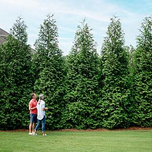 Fast Growing Trees New Customers: Buy 1, Get 1 Privacy Tree $16.95 + Free Shipping on $49+