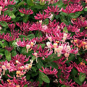 Fast Growing Trees: Peaches & Cream Honeysuckle Vine (1-QT)  $21.20 + Free Shipping on $49+