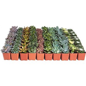Shop Succulents Assorted Succulent Plant 64 Pack - Live Mini Succulent Plants, Low Maintenance, Mixture of Colors & Textures ($1.02 / Count) $64.99