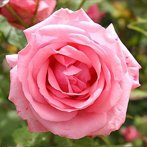 Mea Nursery Roses: Gene Boerner Floribunda Rose w/ Pink Flowers $10.50 & More + Free S&H on $45