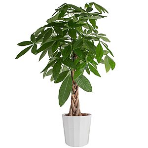 3'-4' Costa Farms Money Tree Live Indoor Potted Plant $37.57 + Free Shipping w/ Prime